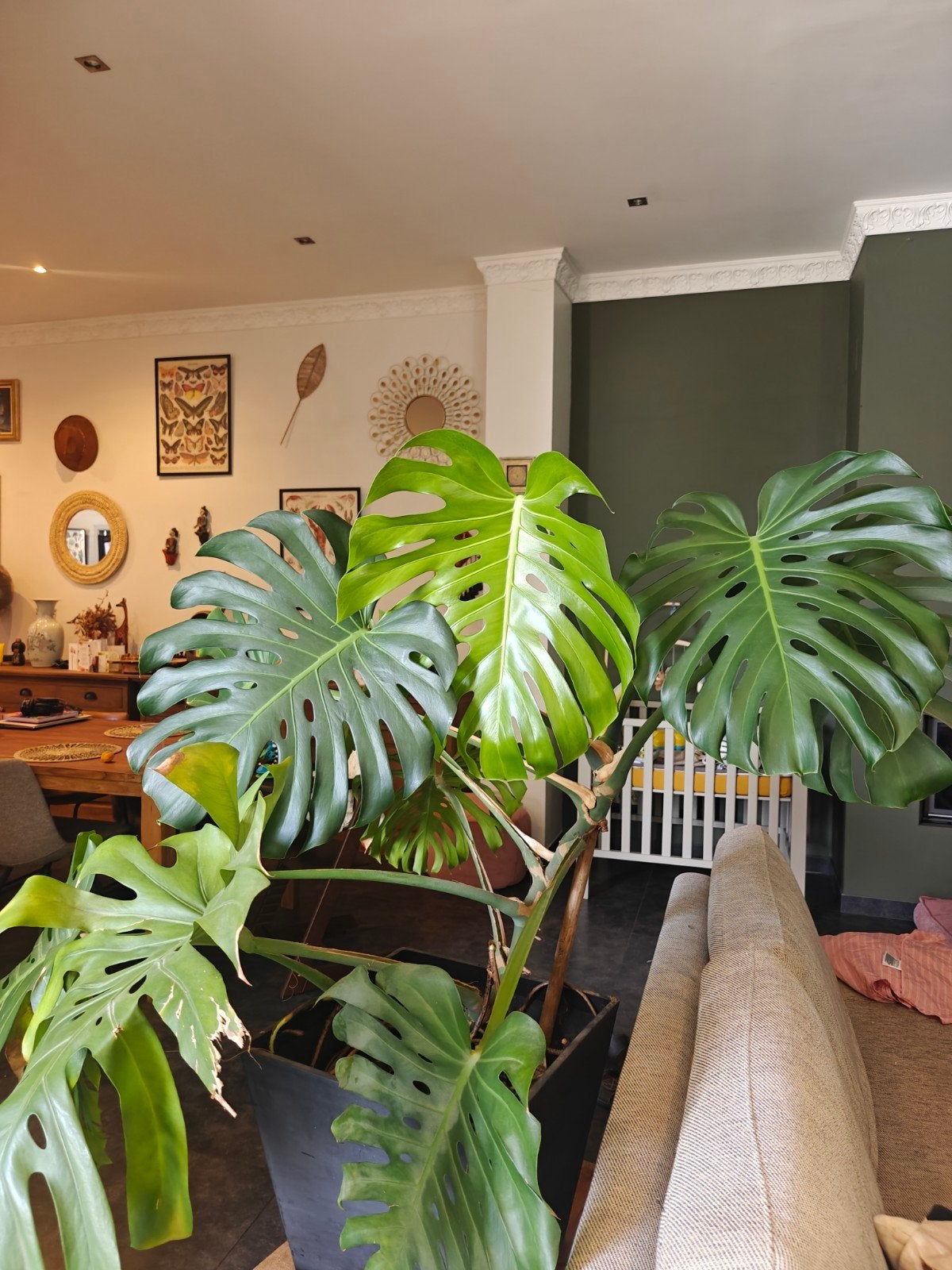 Gigantische Monstera Deliciosa, 1m60 hoog, 5 jaar oud, Huis en Inrichting, Kamerplanten, Groene kamerplant, Ophalen, Overige soorten
