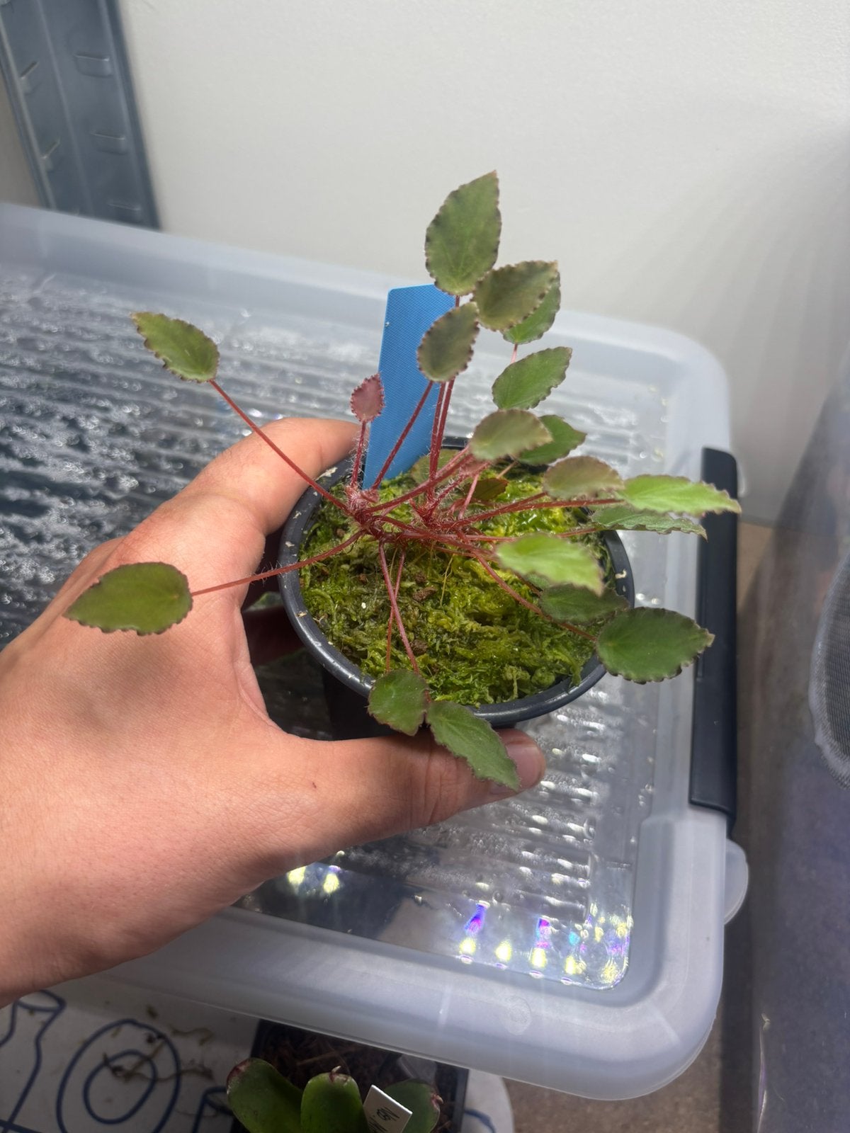 Begonia vankerckhovenii, Enlèvement ou Envoi, Neuf, Branche, Plante, Roche ou Pierre