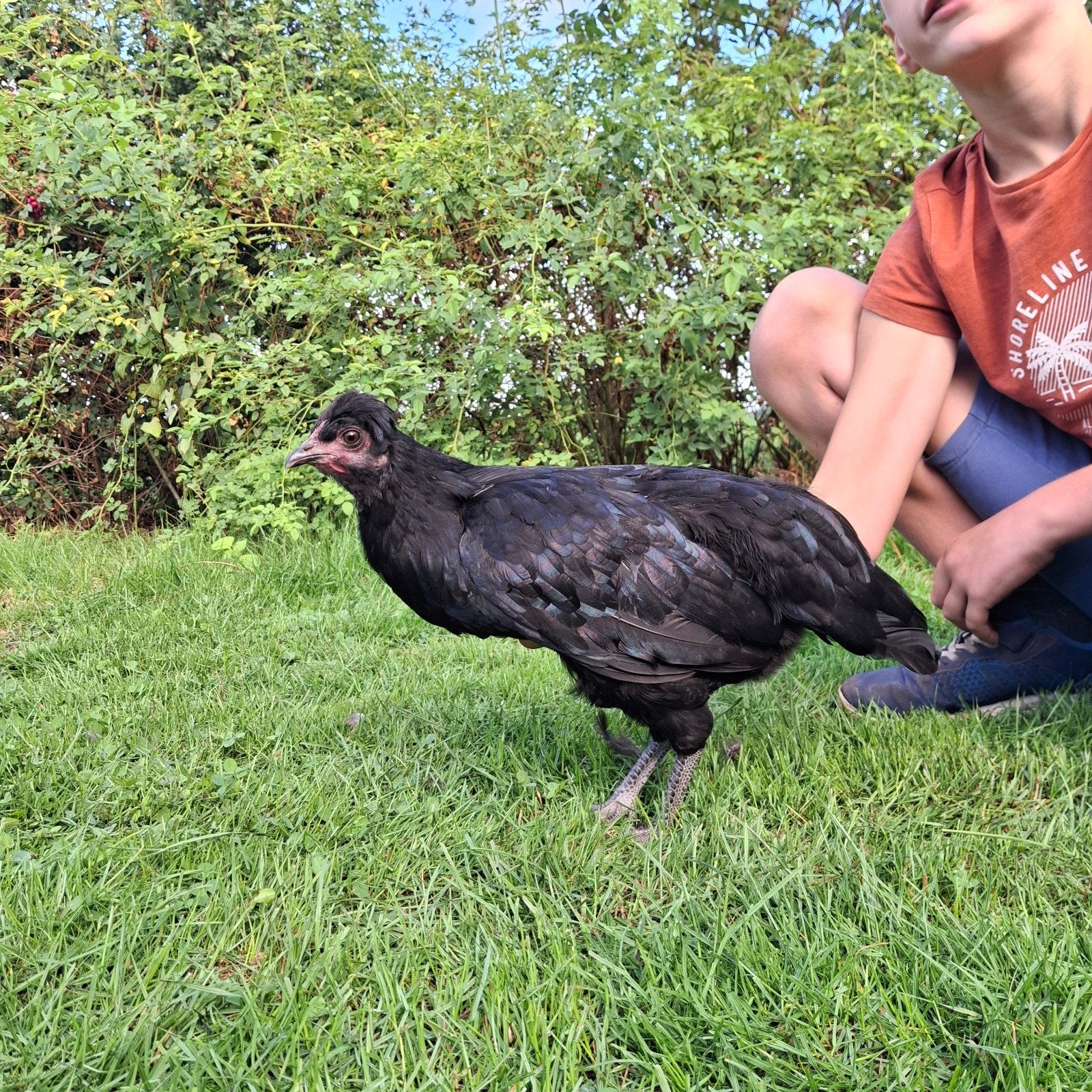 ayam cemani ofwel voodoo kip kruising, Dieren en Toebehoren, Kip