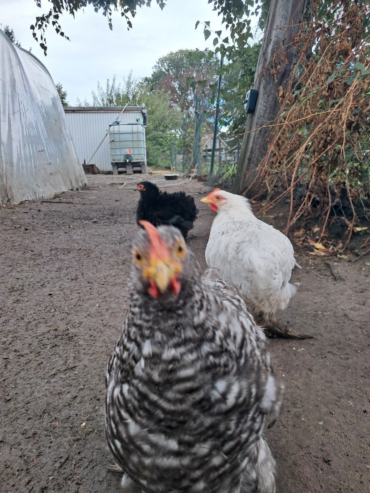 koekoek cochin kriel haantje, Mâle, Poule ou poulet