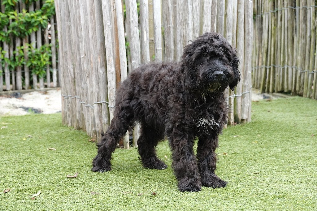 Zwart-witte Cockapoo pup, geteste ouders, België, Parvo, 15 weken tot 1 jaar, Reu