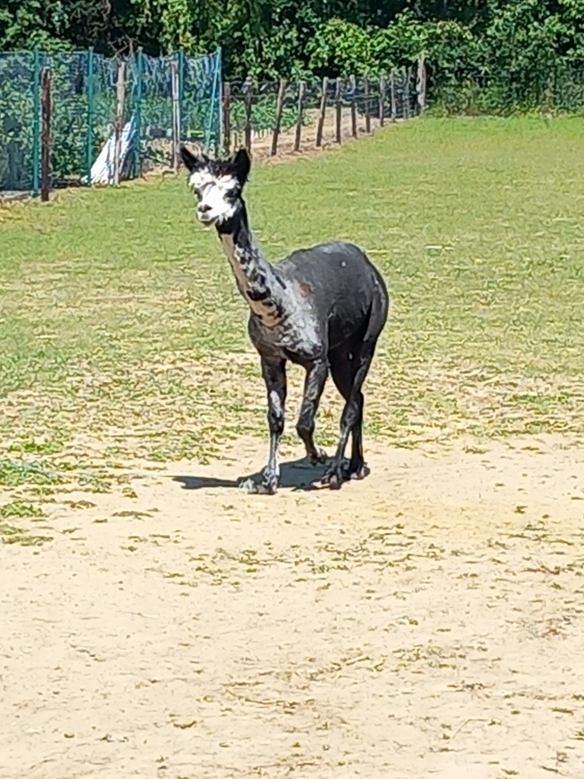 te koop, Dieren en Toebehoren, Overige Dieren, Augustus, Mannelijk