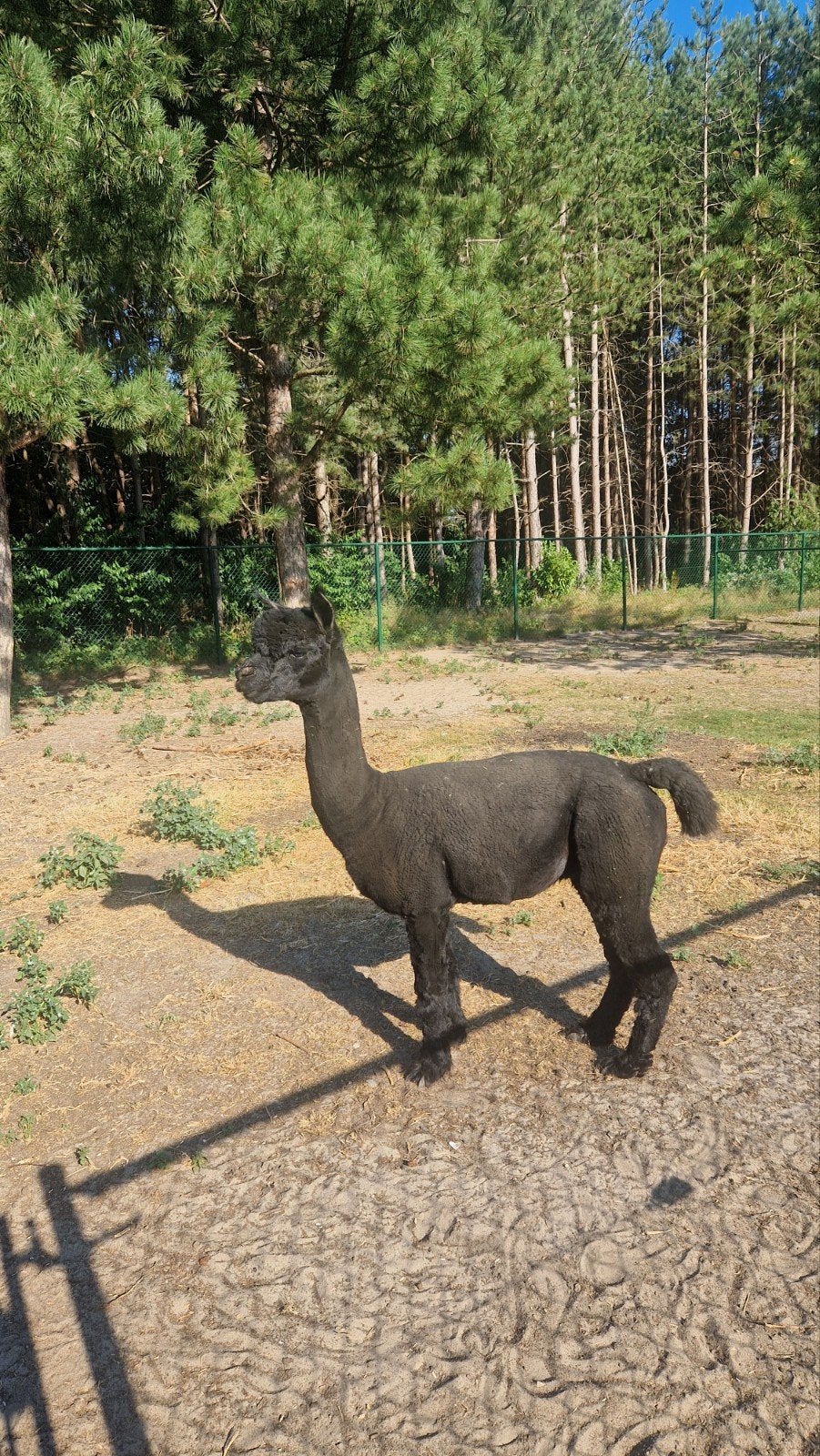 Prachtige zwarte alpaca hengst, Dieren en Toebehoren, Hengst
