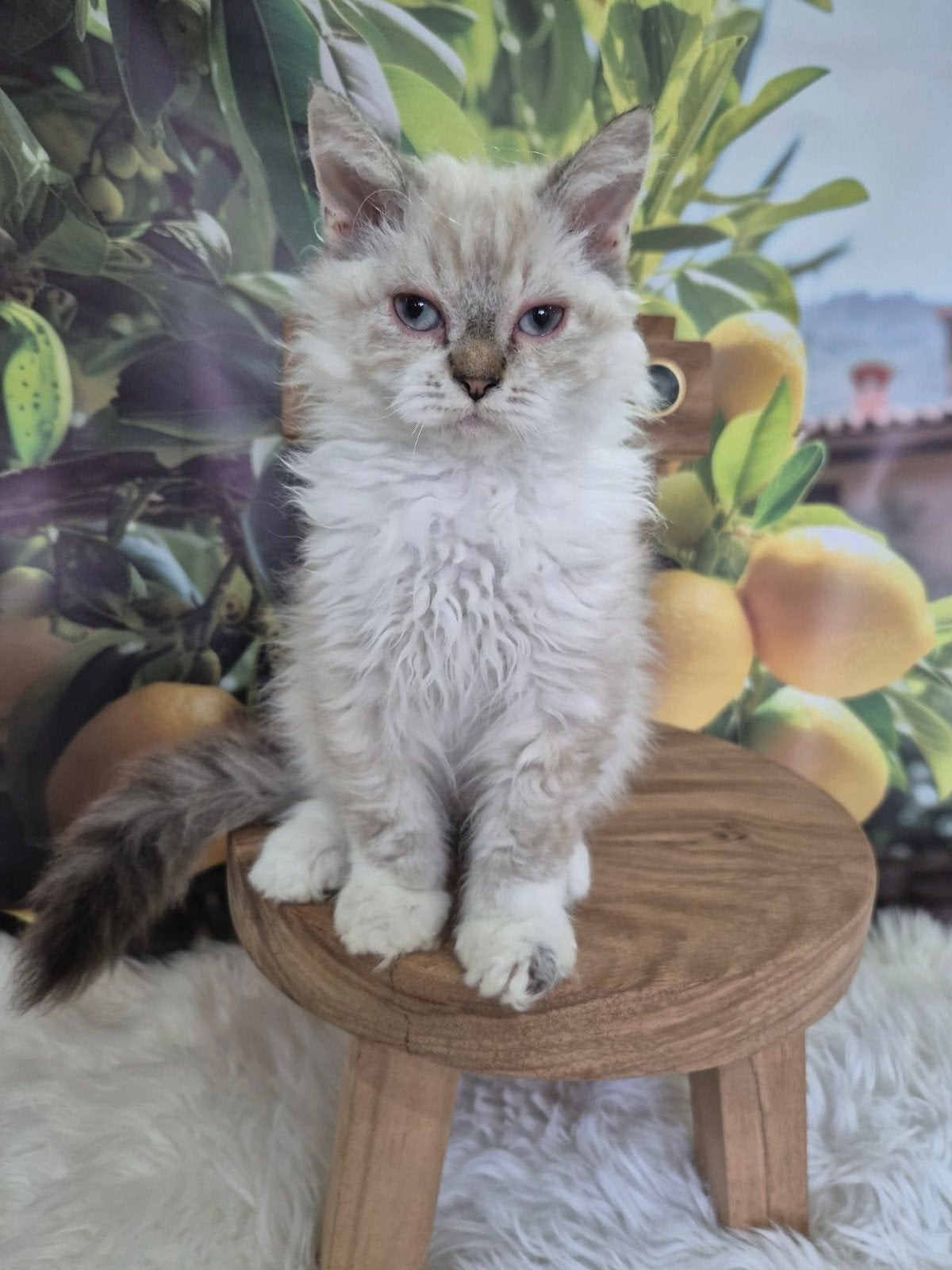 Selkirk Rex, Kater, Met stamboom, 0 tot 2 jaar
