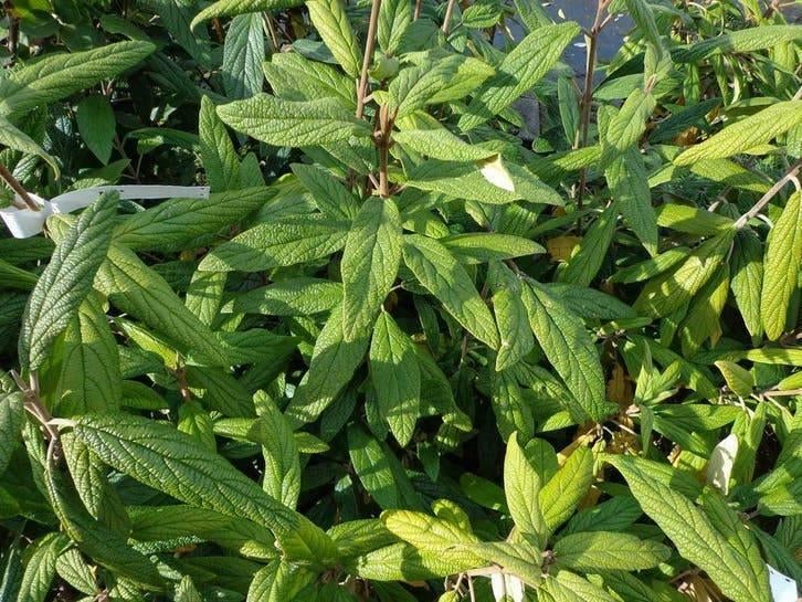 Viburnum Rhytidophyllum — Feuilles persistantes à grandes, Enlèvement ou Envoi, Mi-ombre