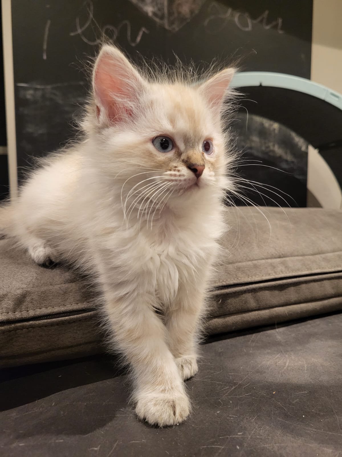 Ragdoll kittens, Dieren en Toebehoren, Kater, Gechipt, 0 tot 2 jaar