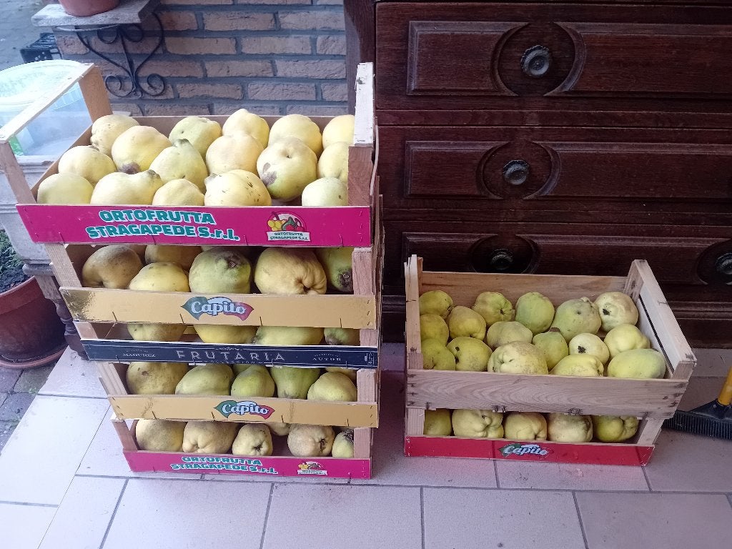 coings de mon jardin à vendre, Ophalen