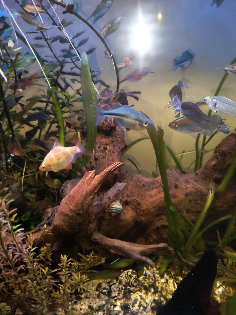 regenboogvis, Poisson, Poisson d'eau douce, Banc de poissons