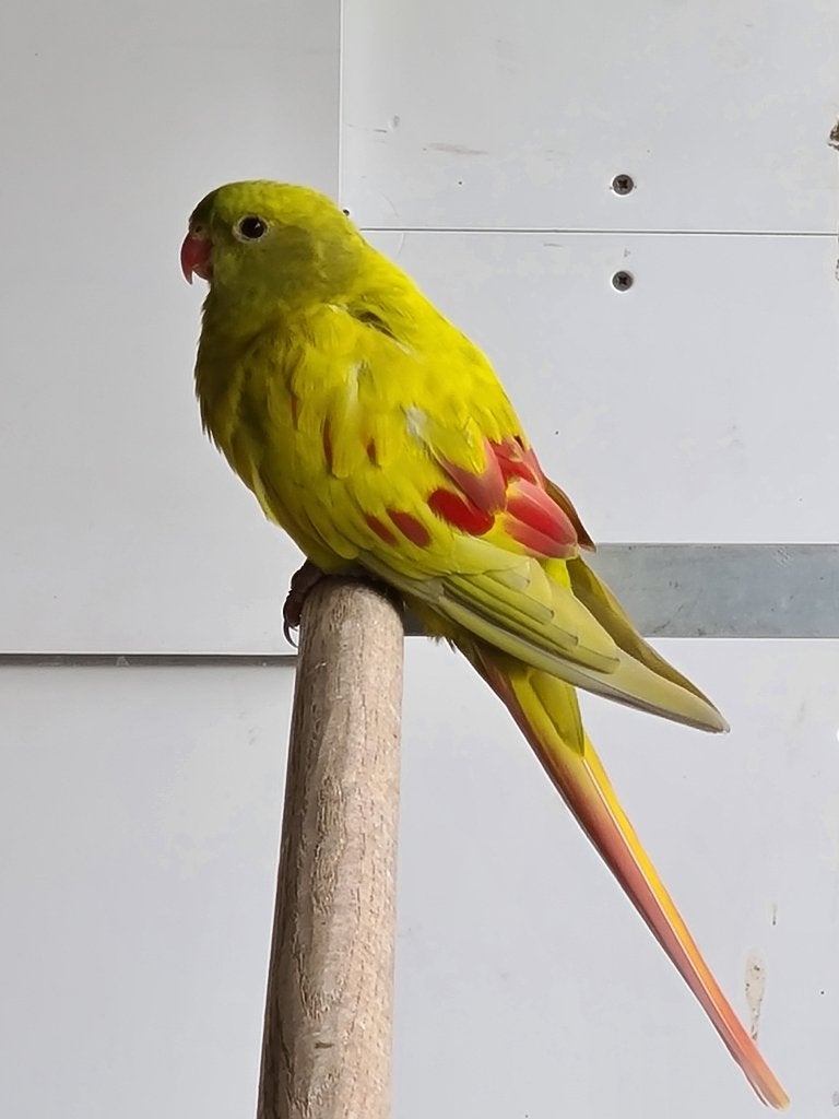 Rechercher une perruche de montagne, Femelle, Perruche, Bagué