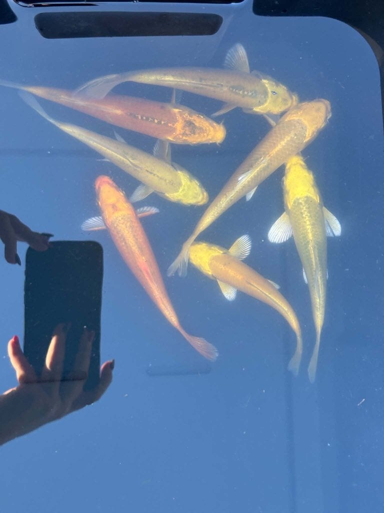 7x Yamabuki & Metallic Koi – Eigen Kweek, Animaux & Accessoires, Carpe ou Koï