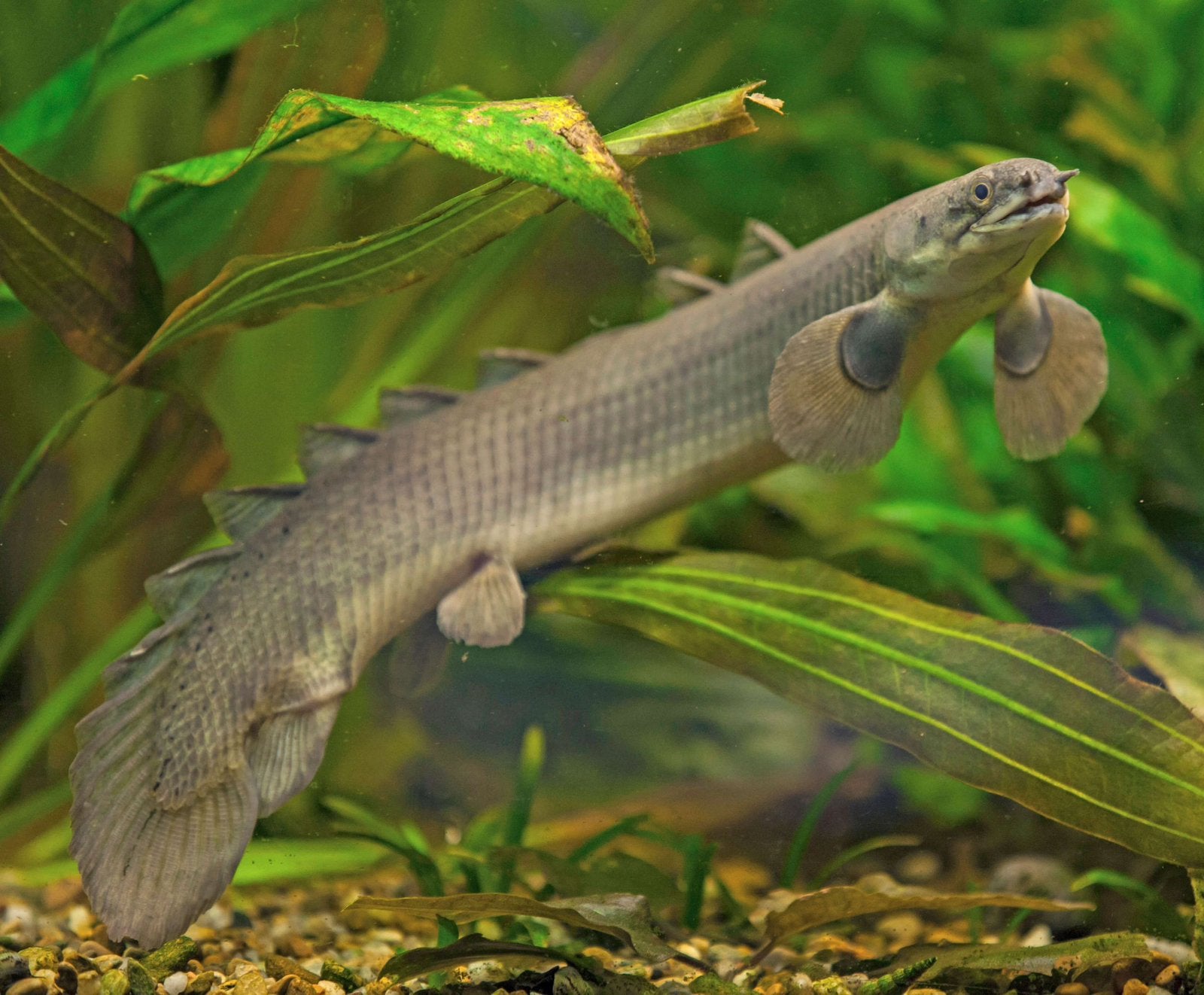 Senegalese kwastsnoek (Polypterus senegalus), Vis