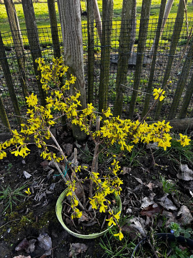 forsythia, Chinees klokje gele bloem, vaste tuinplant, Tuin en Terras, Ophalen of Verzenden, Lente, Vaste plant, Overige soorten