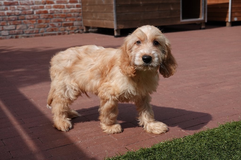 Prachtige Abrikoze en zwarte Cockapoo pups, België, Overige rassen, 8 tot 15 weken, CDV (hondenziekte)