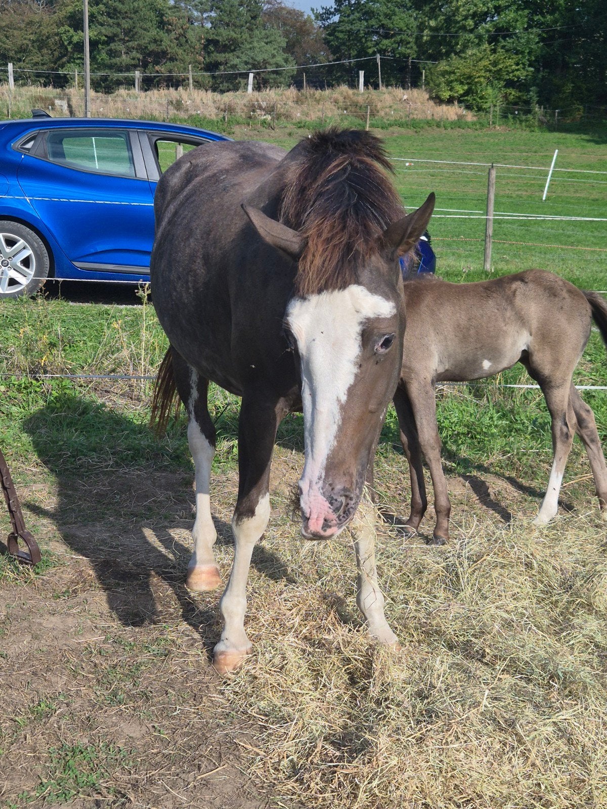Merrie Overo X Qaurter 2,5jaar super lief, Avec puce électronique, Poney de récréation, 0 à 2 ans, Poney E (1.48 m - 1.57m)