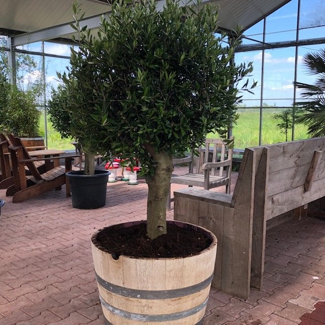 Wijnvaten beplant met mooie olijfbomen en palmen, Tuin en Terras, Ophalen of Verzenden, Vaste plant