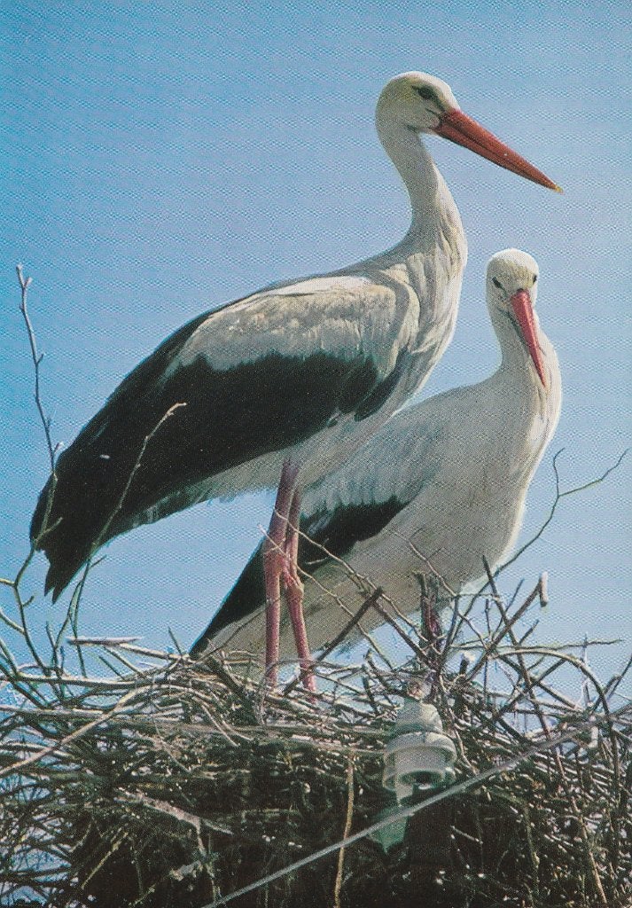 OOIEVAARS  op  NEST, Collections, Cartes postales | Animaux, Envoi, Affranchie, Oiseaux