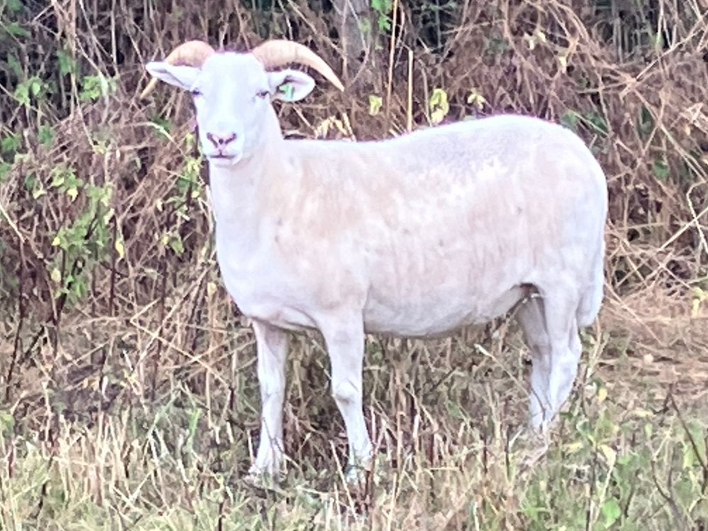Wiltshire Horn ooi 2021, Dieren en Toebehoren, Schapen, Geiten en Varkens, Vrouwelijk, Schaap, 3 tot 5 jaar