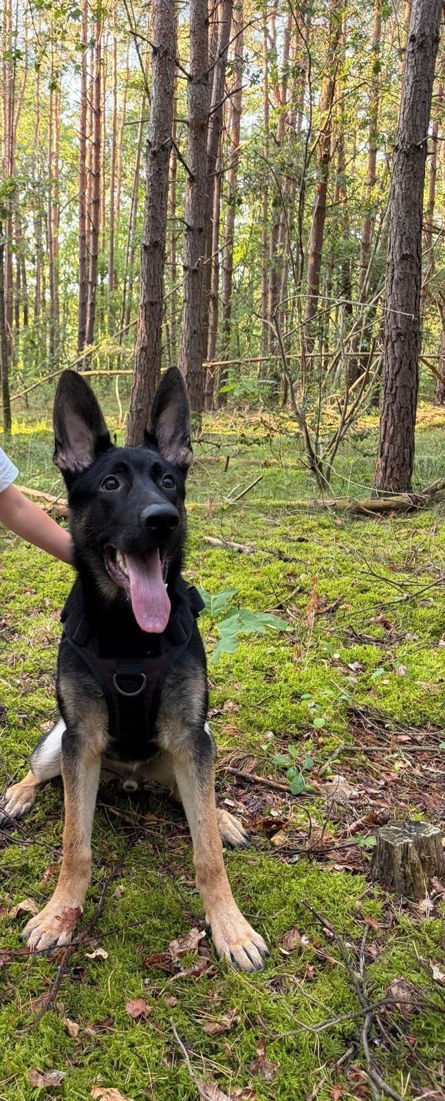 Gezocht A persoon die kort harige Duitse herder wil plaatsen, Dieren en Toebehoren, België, Particulier, 15 weken tot 1 jaar, Reu