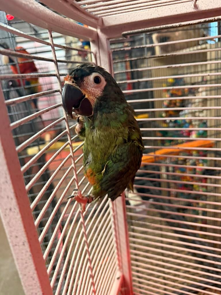 Ara maracana vrouw 10 maanden, Dieren en Toebehoren, Vogels | Parkieten en Papegaaien, Vrouwelijk
