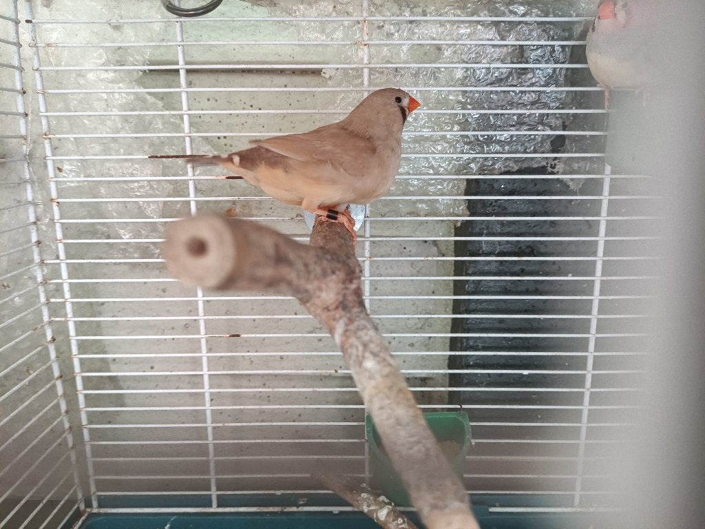 zebravinken (wildkleur en bruin) - koppels/losse mannen, Plusieurs animaux, Oiseau tropical