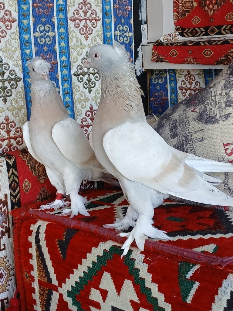 Turkse Duiven., Meerdere dieren, Tuimelaar of Roller