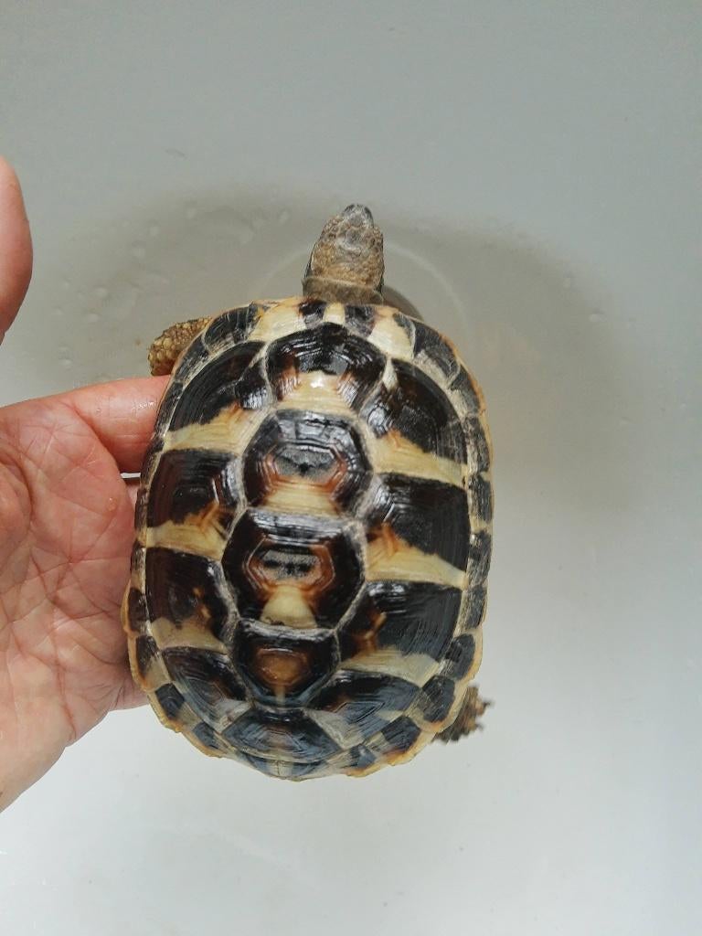 Tortues de terre à Rhode-Saint-Genèse - tortue Hermann, Tortue