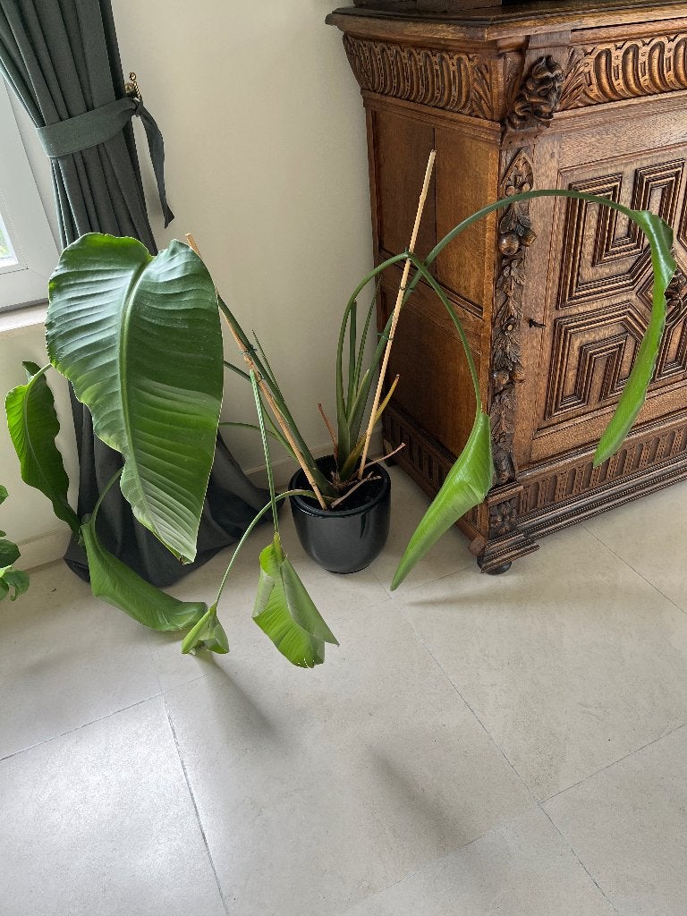 Strelitzia plant, Enlèvement, Comme neuf