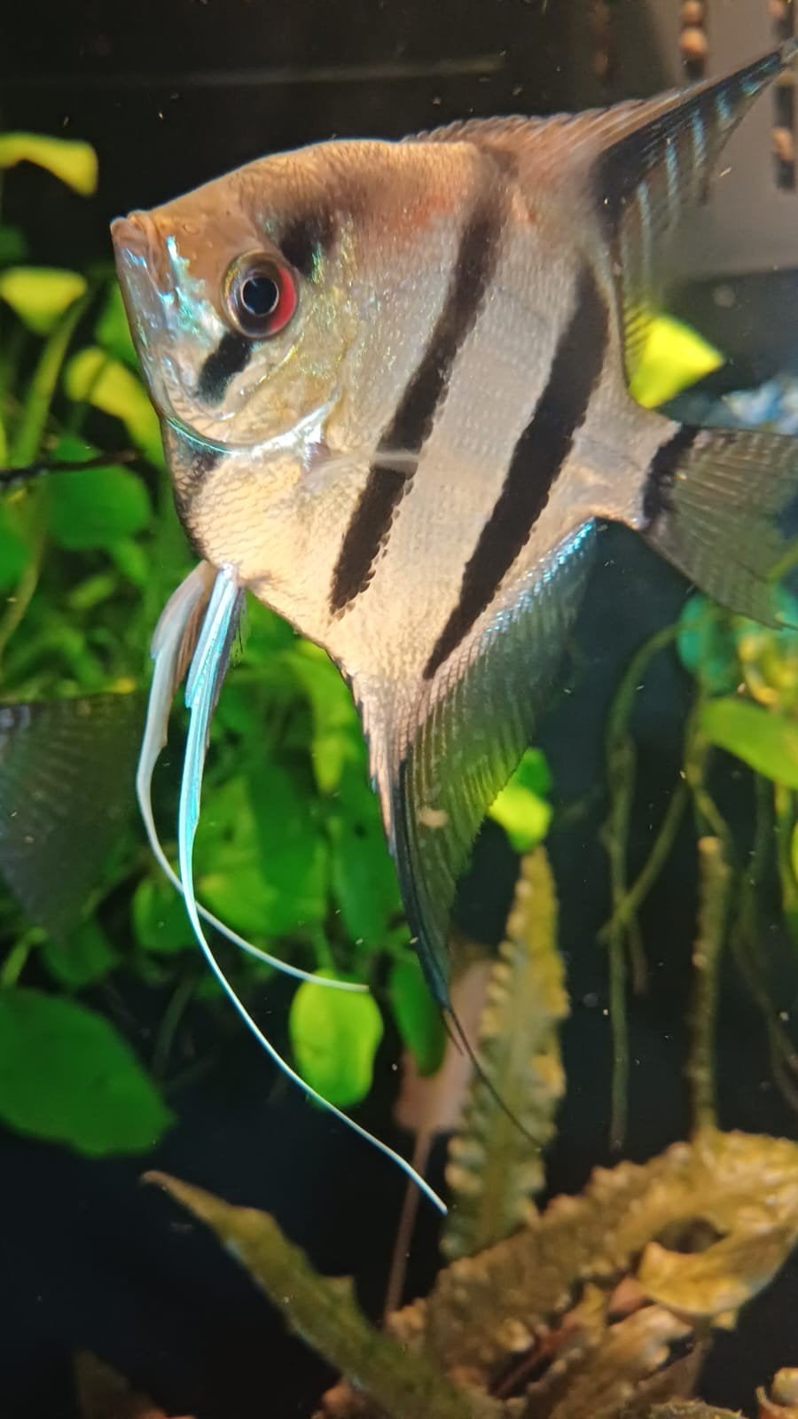 poisson-ange à dos rouge