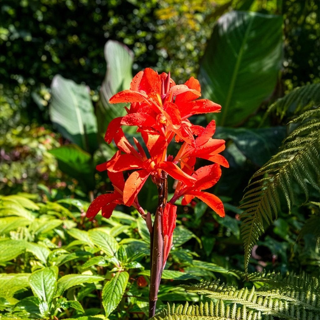 20 x canna wortelstokken rhyzomen - 0.5 euro/st, Tuin en Terras, Bloembollen en Zaden, Ophalen, Volle zon, Wortelstok