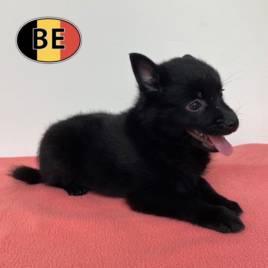 Schipperke pups te koop - Kleine wachters met een groot hart, Parvo, België, Handelaar, 8 tot 15 weken