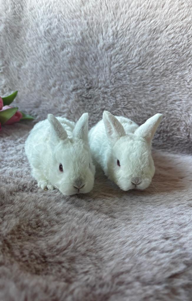 Rex dwerg X Rex hangoordwerg, Meerdere dieren, Dwerg, Hangoor, 0 tot 2 jaar