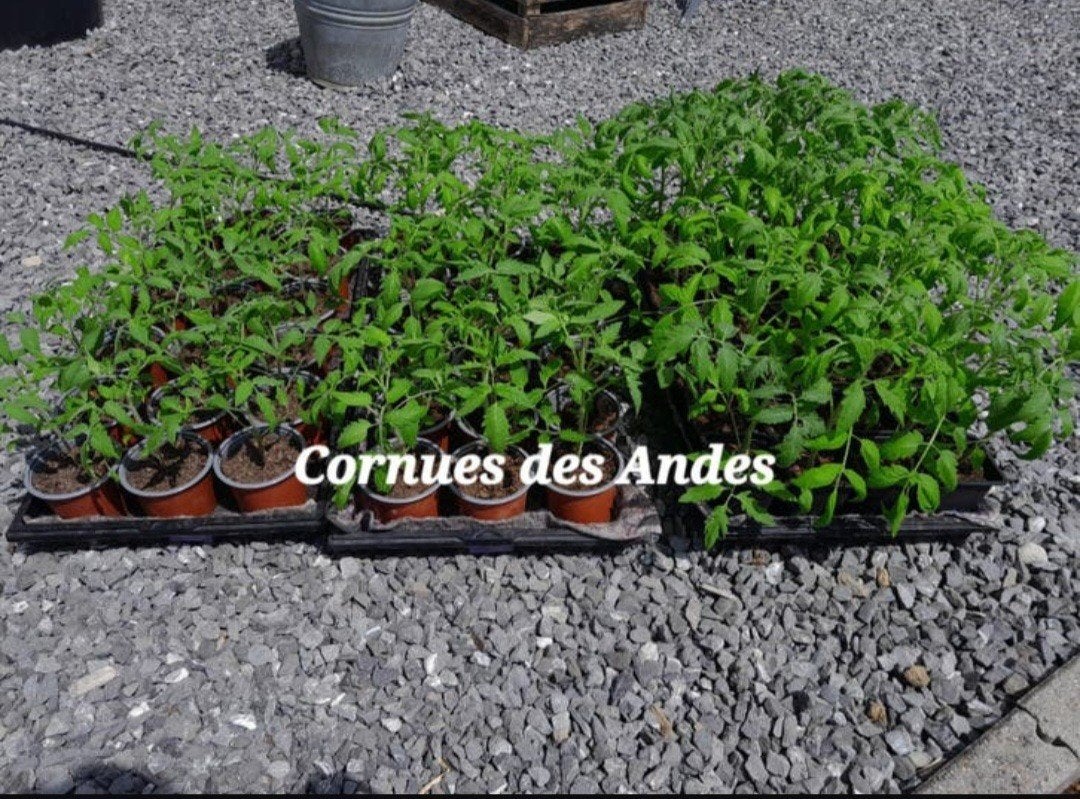 Plants de tomates