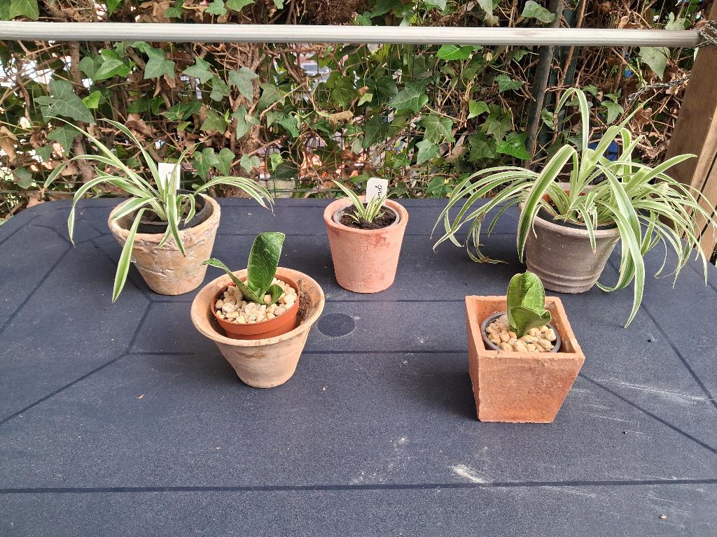 jonge kamerplantjes in leuke cache-pot, Ophalen