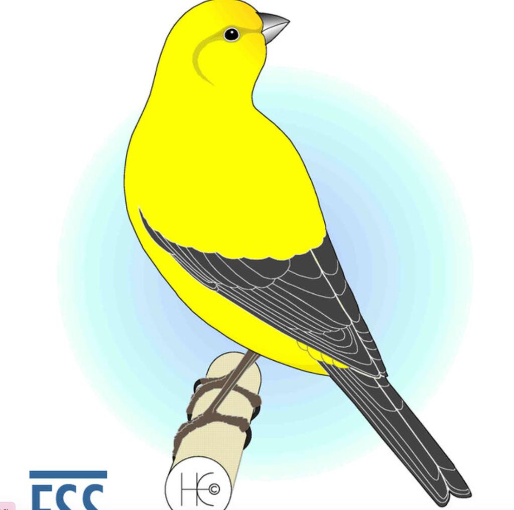 recherche canaris london fancy, Dieren en Toebehoren