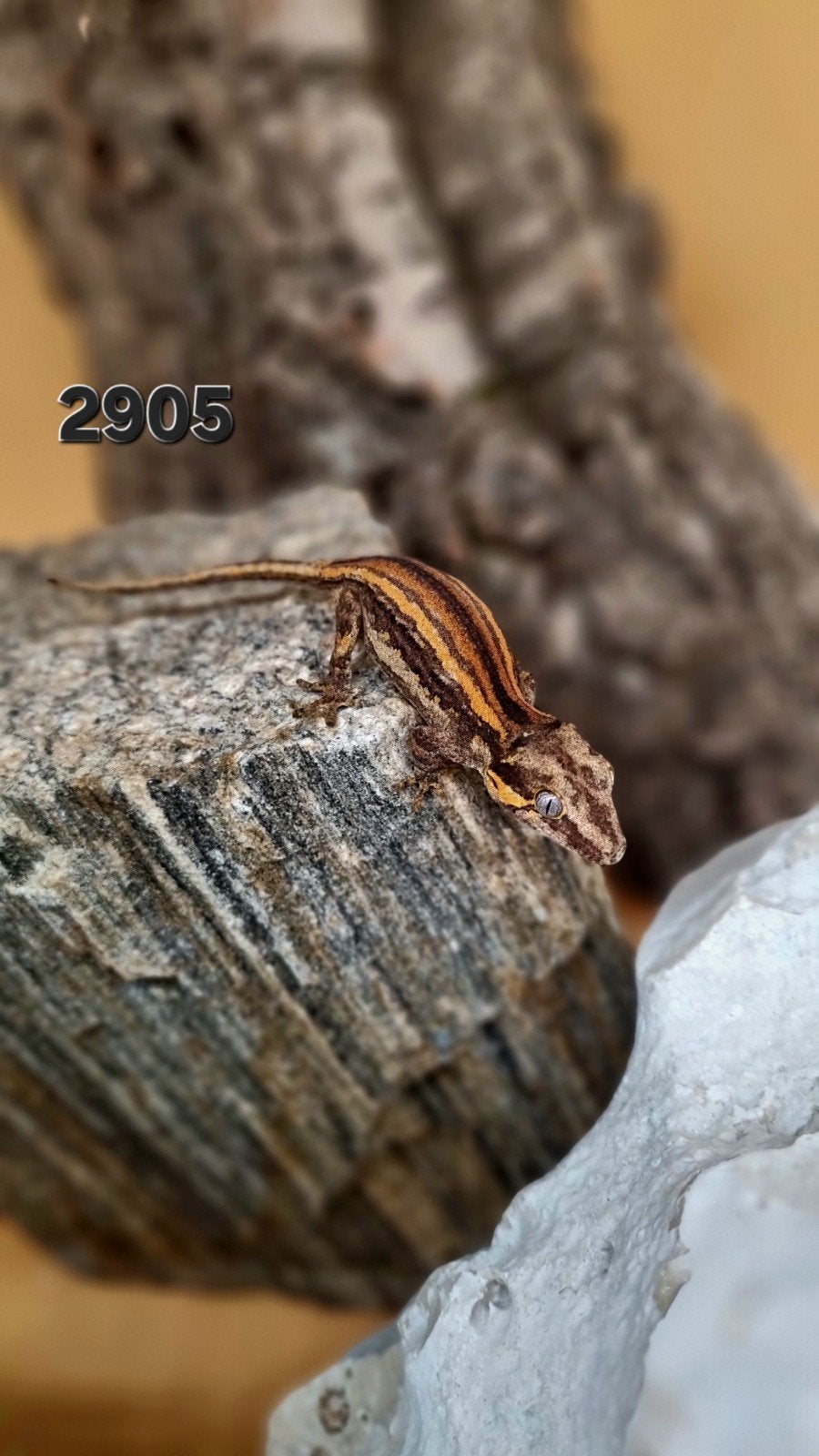 Rhacodactylus Auriculatus Gargoyle, Dieren en Toebehoren, Hagedis, Tam, 0 tot 2 jaar