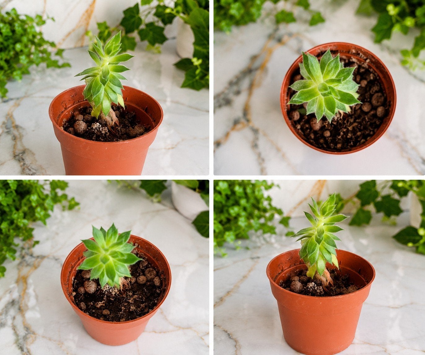 Joubarbe / plante succulente – 3 €, Jardin & Terrasse, Enlèvement ou Envoi