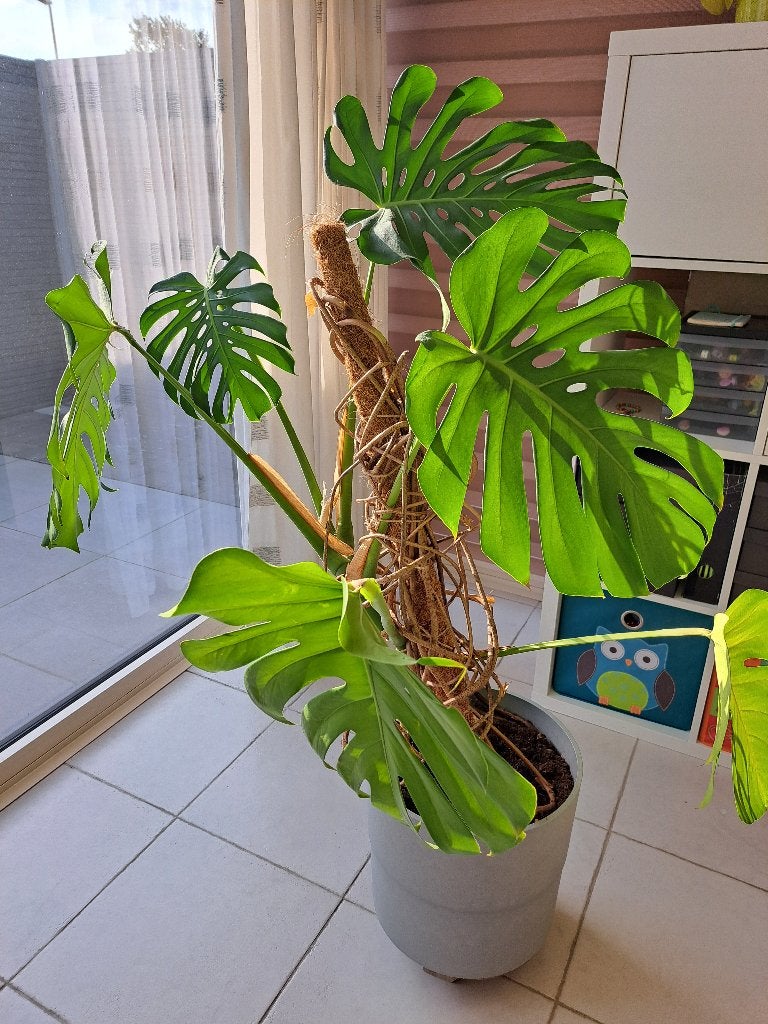 Kamerplanten - gratis, Maison & Meubles, Plantes d'intérieur, Enlèvement