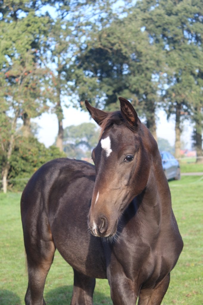 Merrieveulen van O Frederic, Merrie, Dressuurpaard, Met stamboom, 0 tot 2 jaar