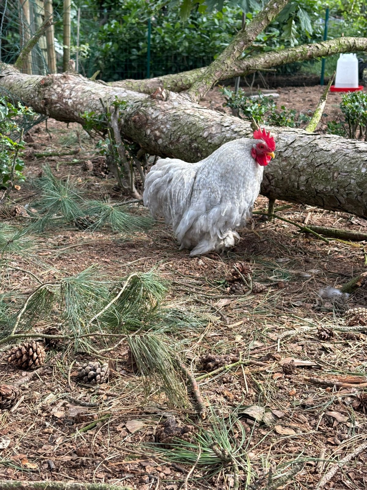 Cochin kriel haan, Dieren en Toebehoren, Mannelijk, Kip