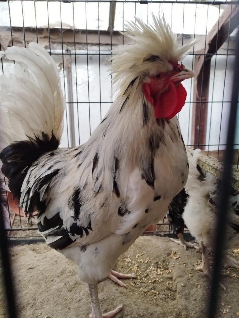 Sandzak kraaier broedeieren, zeldzaam ras, grote eieren., Dieren en Toebehoren, Pluimvee