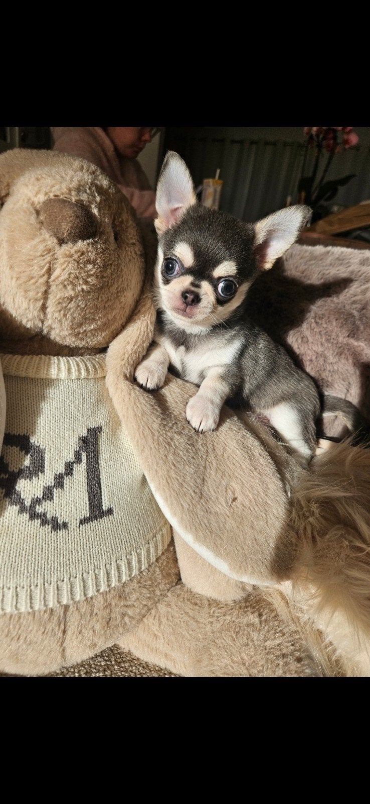 chihuahua reutje, België, Fokker | Hobbymatig, 8 tot 15 weken, Meerdere