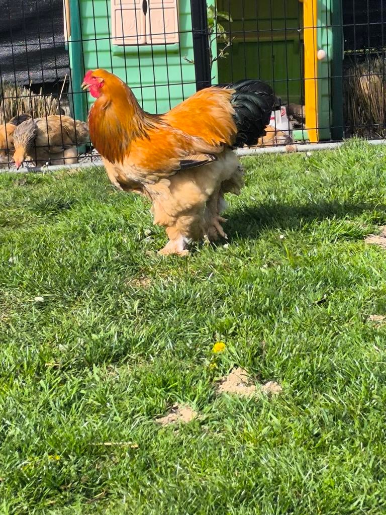 Brahma groothoender Buff Columbia te koop of te ruil, Dieren en Toebehoren, Pluimvee