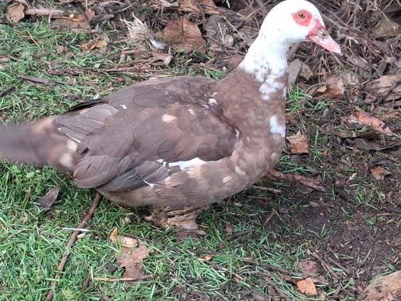 Barberie hen, Dieren en Toebehoren, Vrouwelijk, Eend