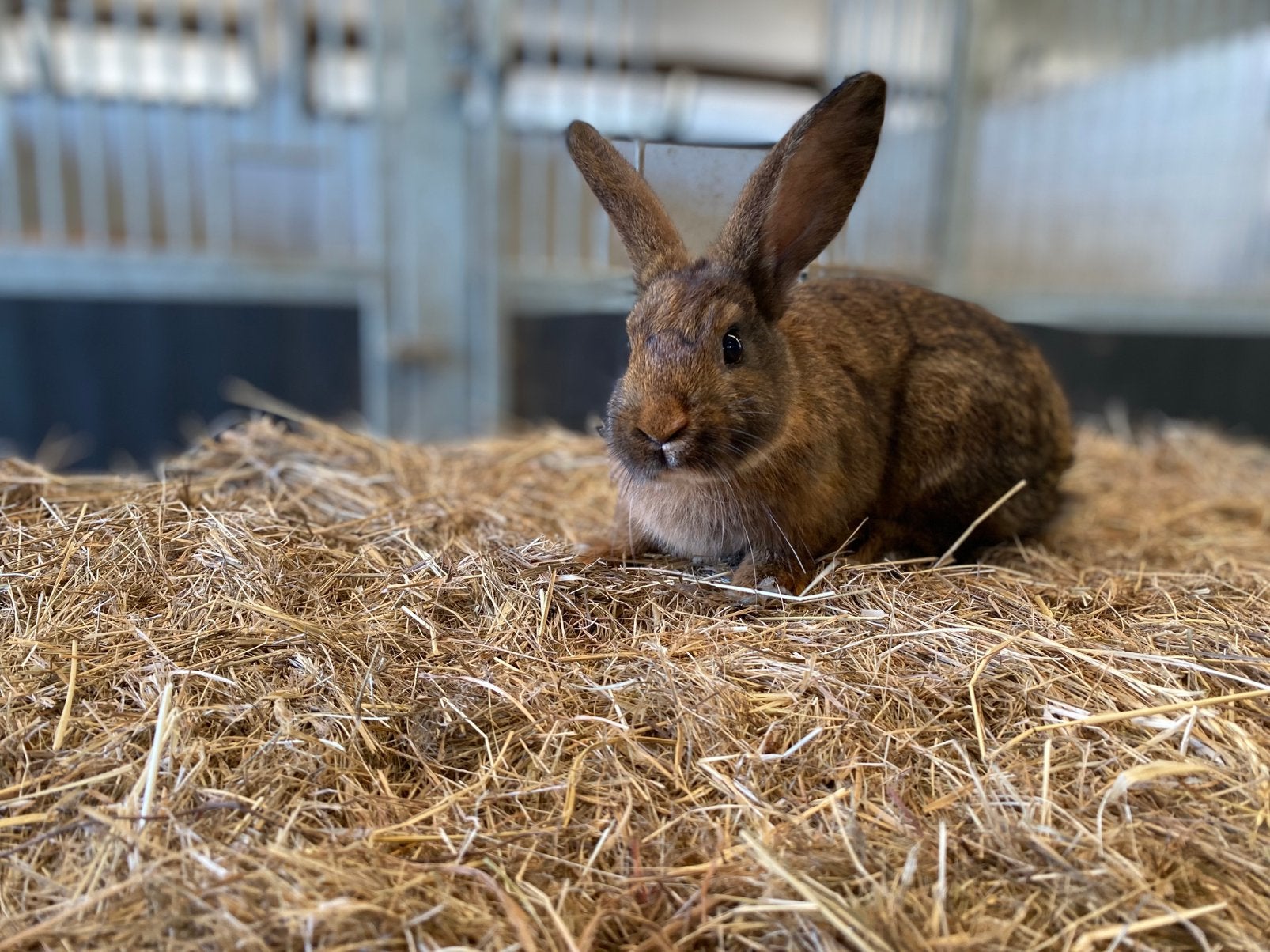 Dwergkonijntje, Dieren en Toebehoren, Mannelijk, Dwerg, 0 tot 2 jaar