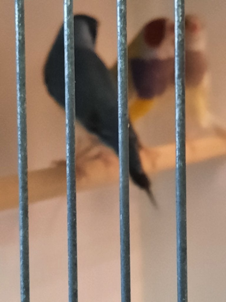 gouldamandines, Dieren en Toebehoren, Vrouwelijk, Tropenvogel
