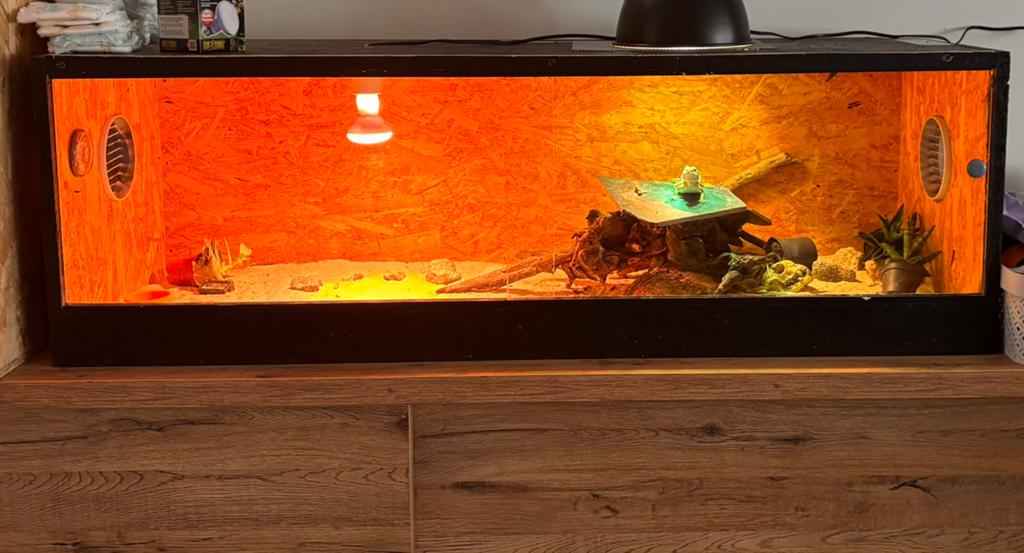 Baardagaam Extreme Red Blueberry en terrarium, Enlèvement, Comme neuf, Éclairage