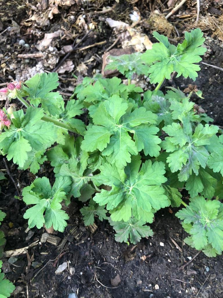 Mooie stevige jonge geraniumplanten, Tuin en Terras, Ophalen of Verzenden