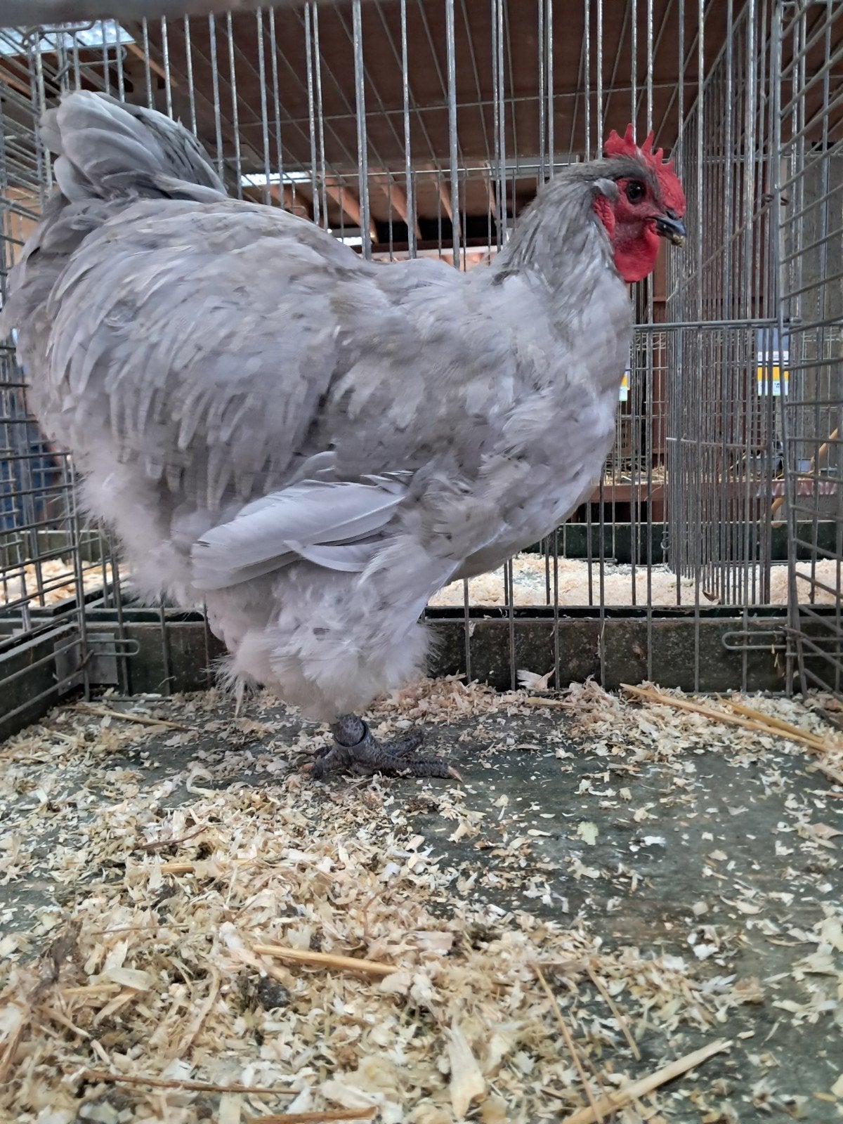 orpington haan, Animaux & Accessoires, Volatiles