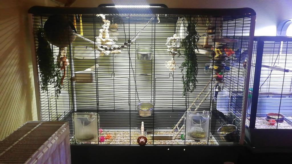 Cage ferplast à vendre, Enlèvement