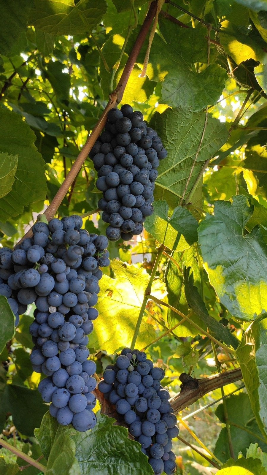 Bio blauwe druiven, Ophalen